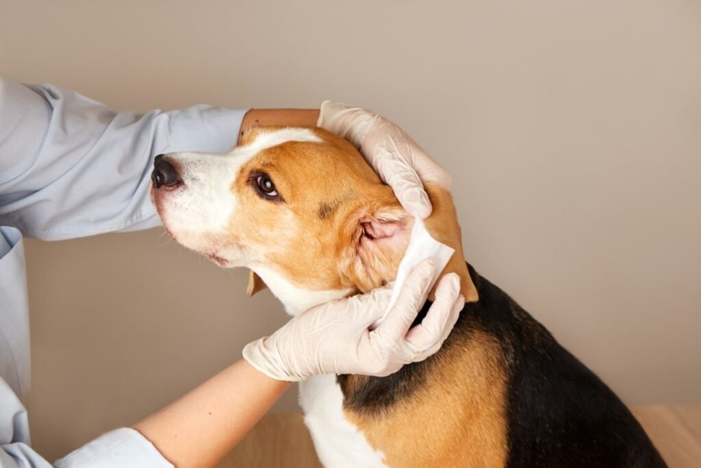 Dermatology