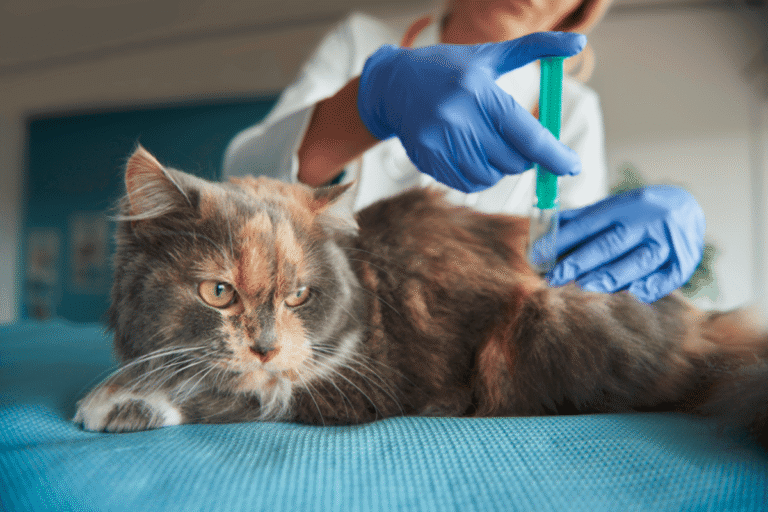 Vaccination and Microchipping