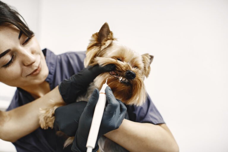 Dentistry
